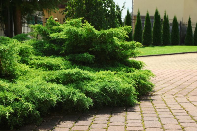 Juniper Bush Trimming