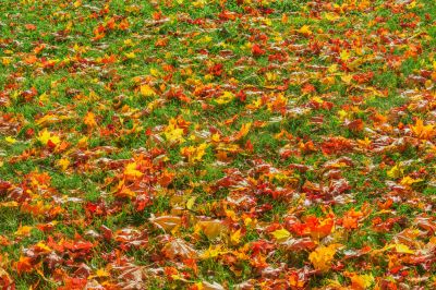 Autumn Lawn Maintenance