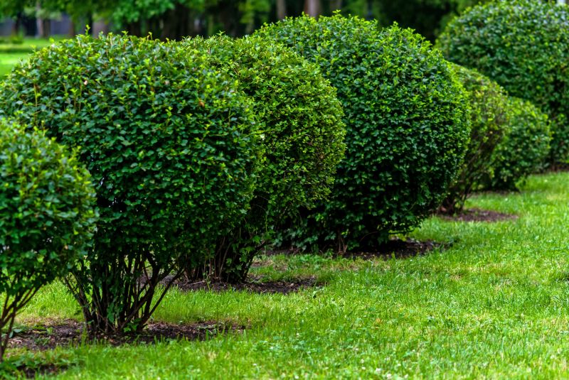 Pruned Shrubs with Clear Lines