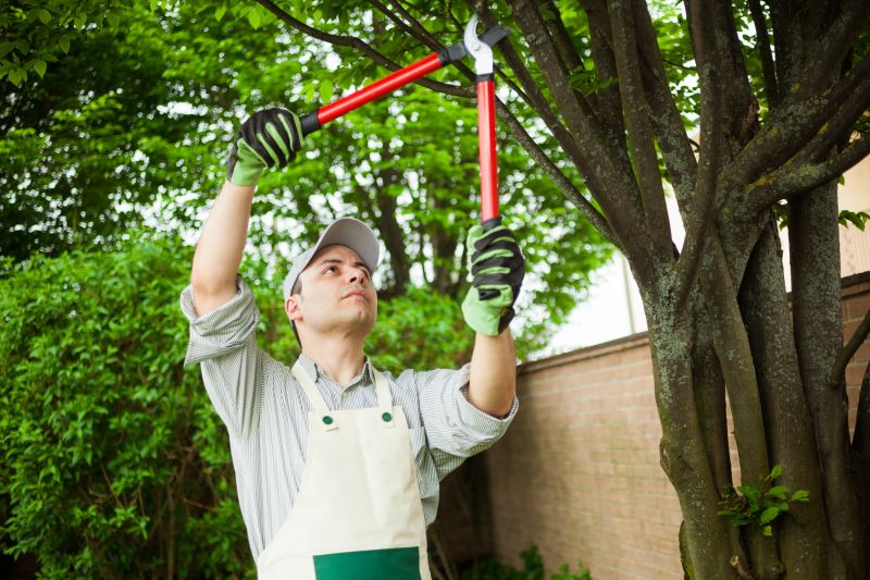 Specialized Tree Care Companies